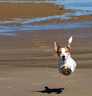 happydog